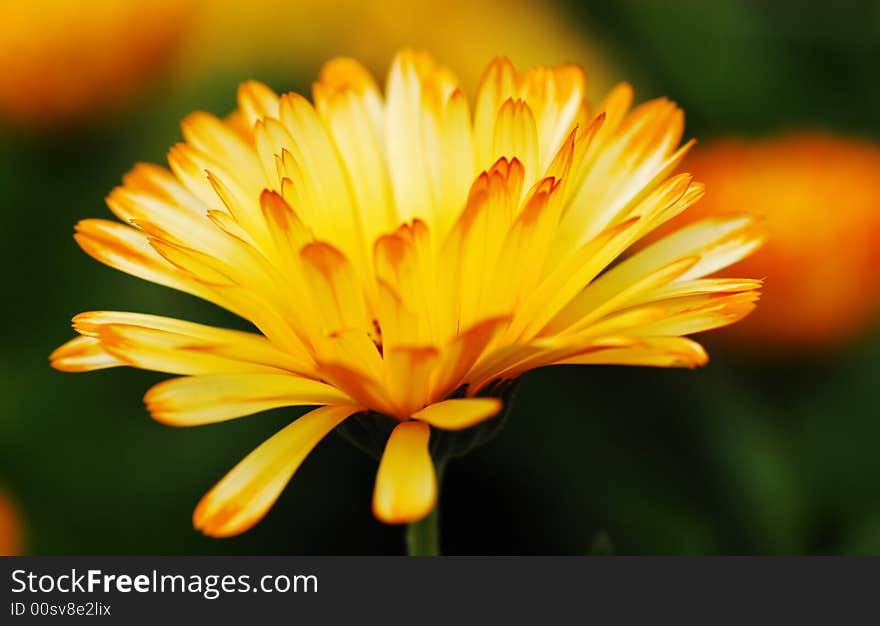 The orange flower bloom in the garden. The orange flower bloom in the garden