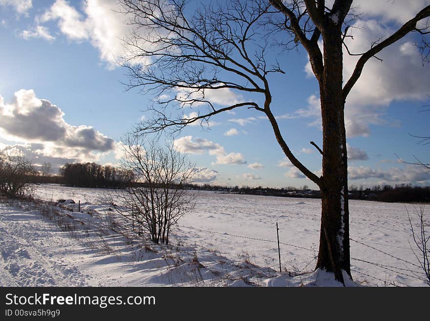 Trees and fields along rural road in the winter