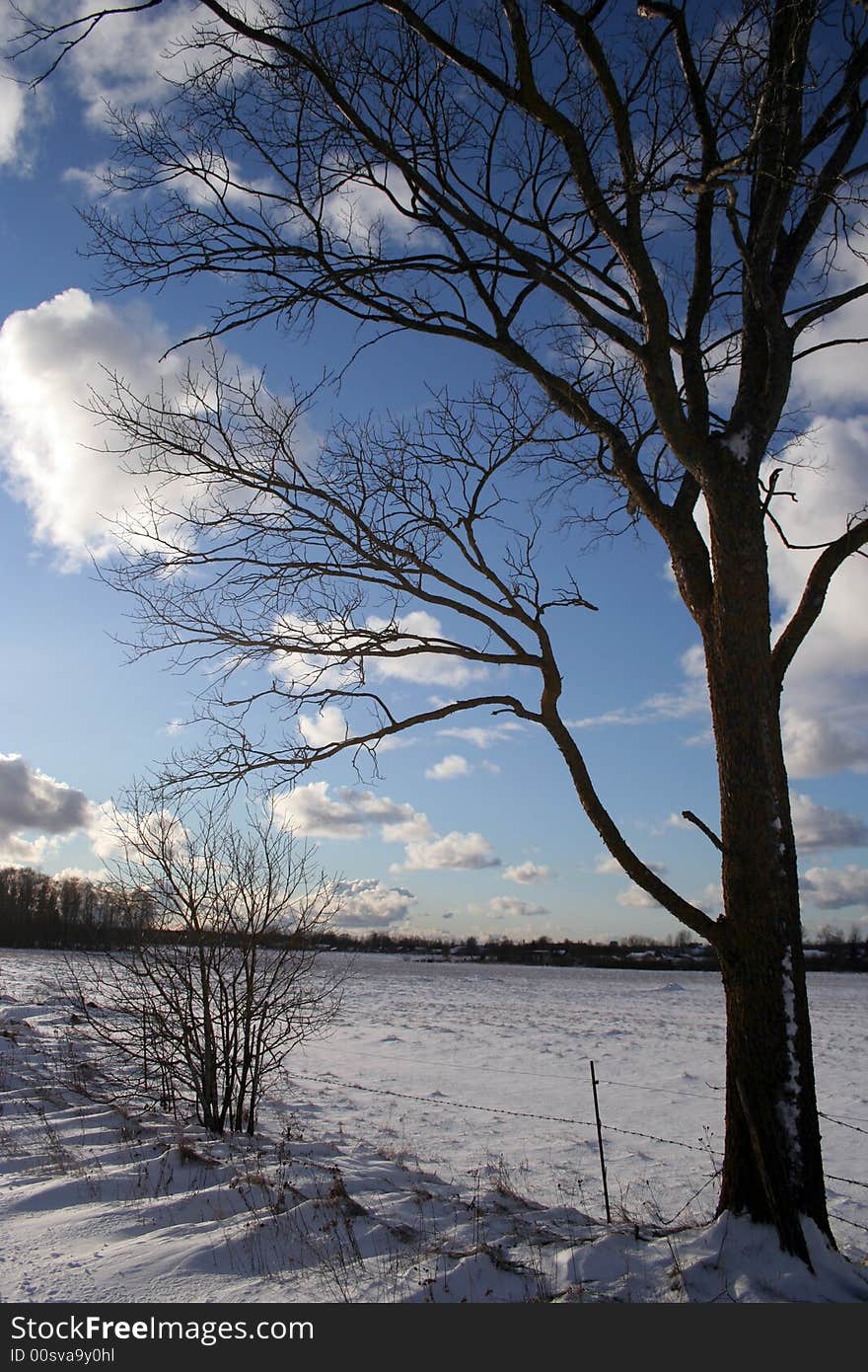 Trees and fields along rural road in the winter