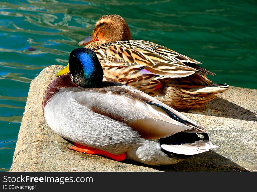 Pair of ducks looking out to sea