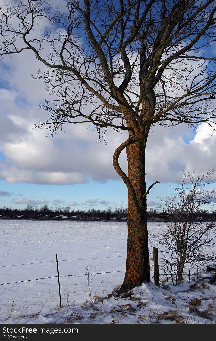 Trees and fields along rural road in the winter