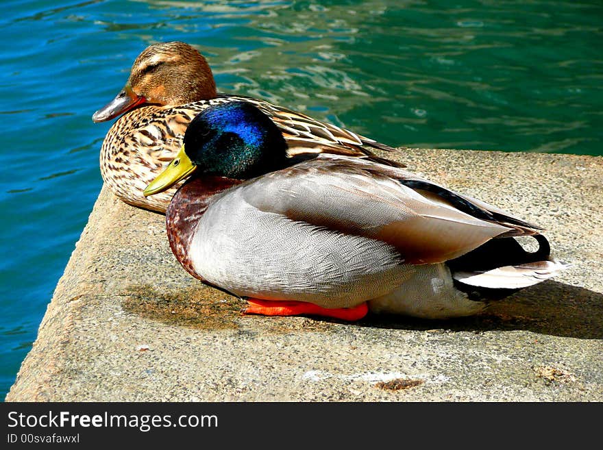 Pair of wild ducks sitting together. Pair of wild ducks sitting together