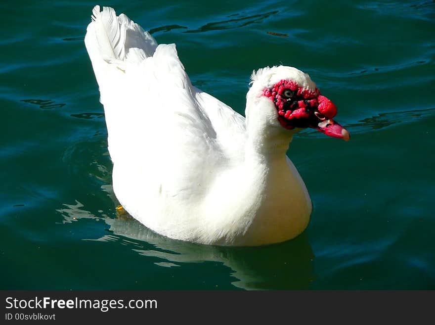 White duck