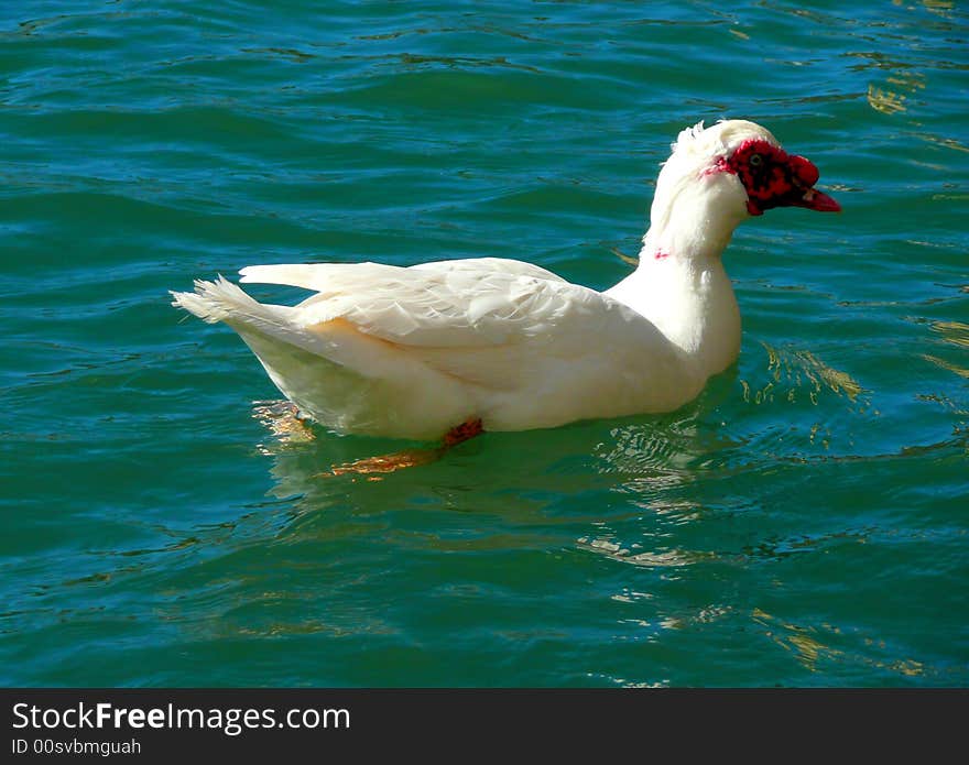 Muscovy Duck