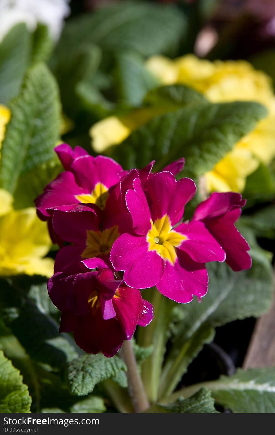 Red spring flowers macro close up at the sunlight