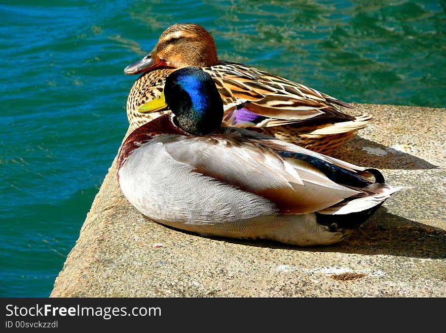 Couple of ducks sit together in the sun