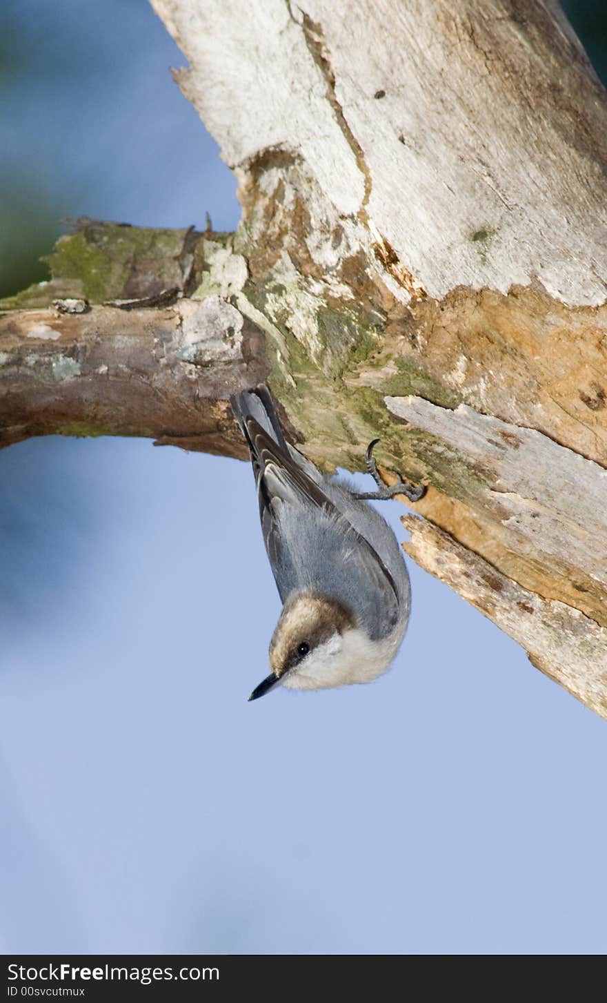 Brownheaded Nuthatch