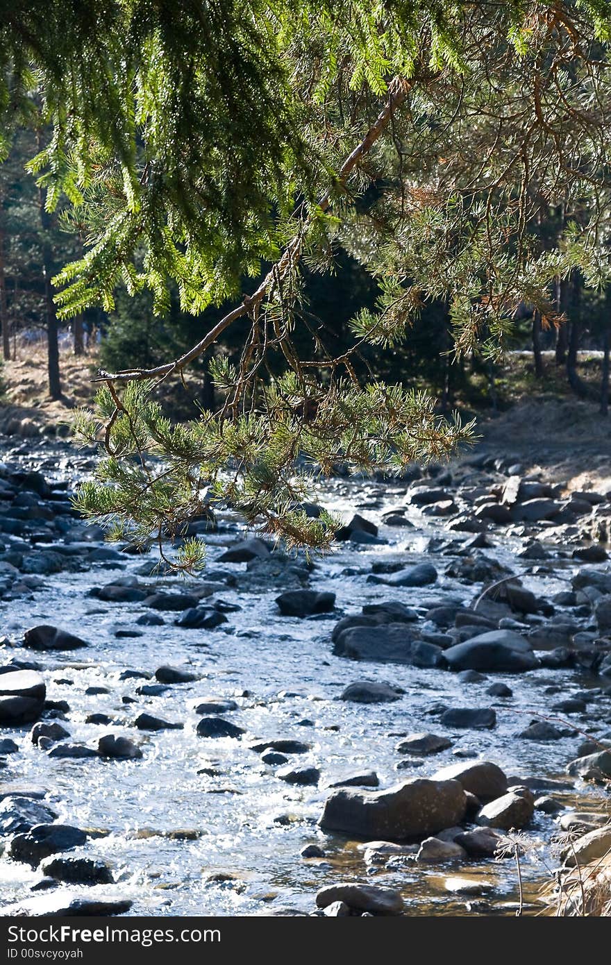 Pine tree branches and the river on the sunny day