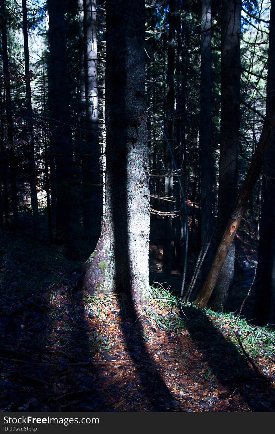 Pine tree in the forest and shadows on it