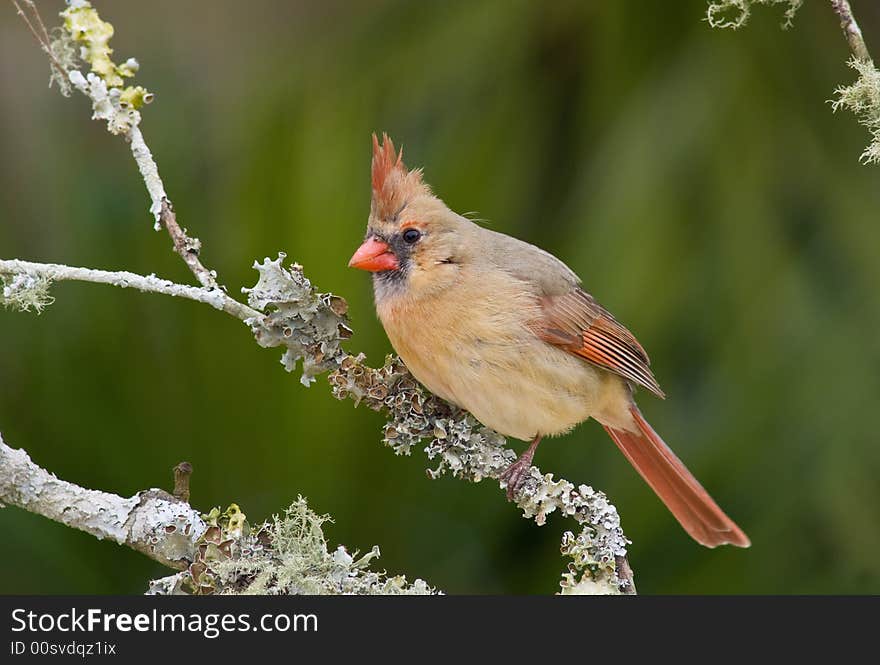 Female Northern Cardinal