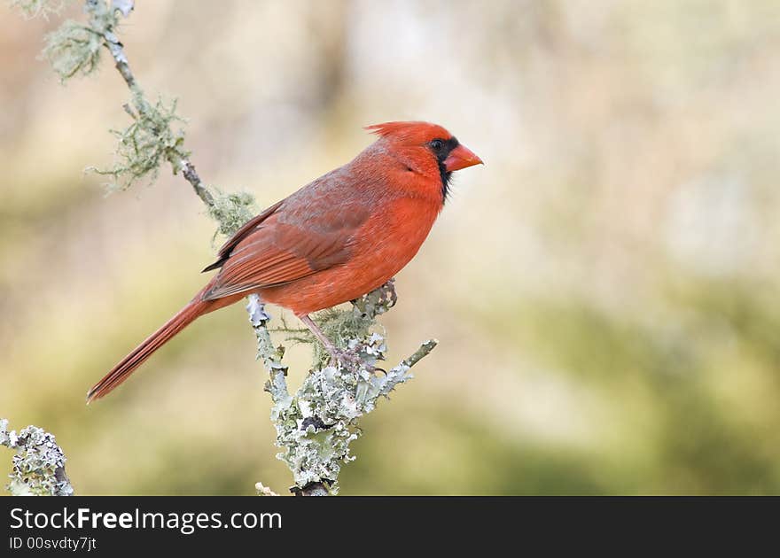 Male Northern Cardinal