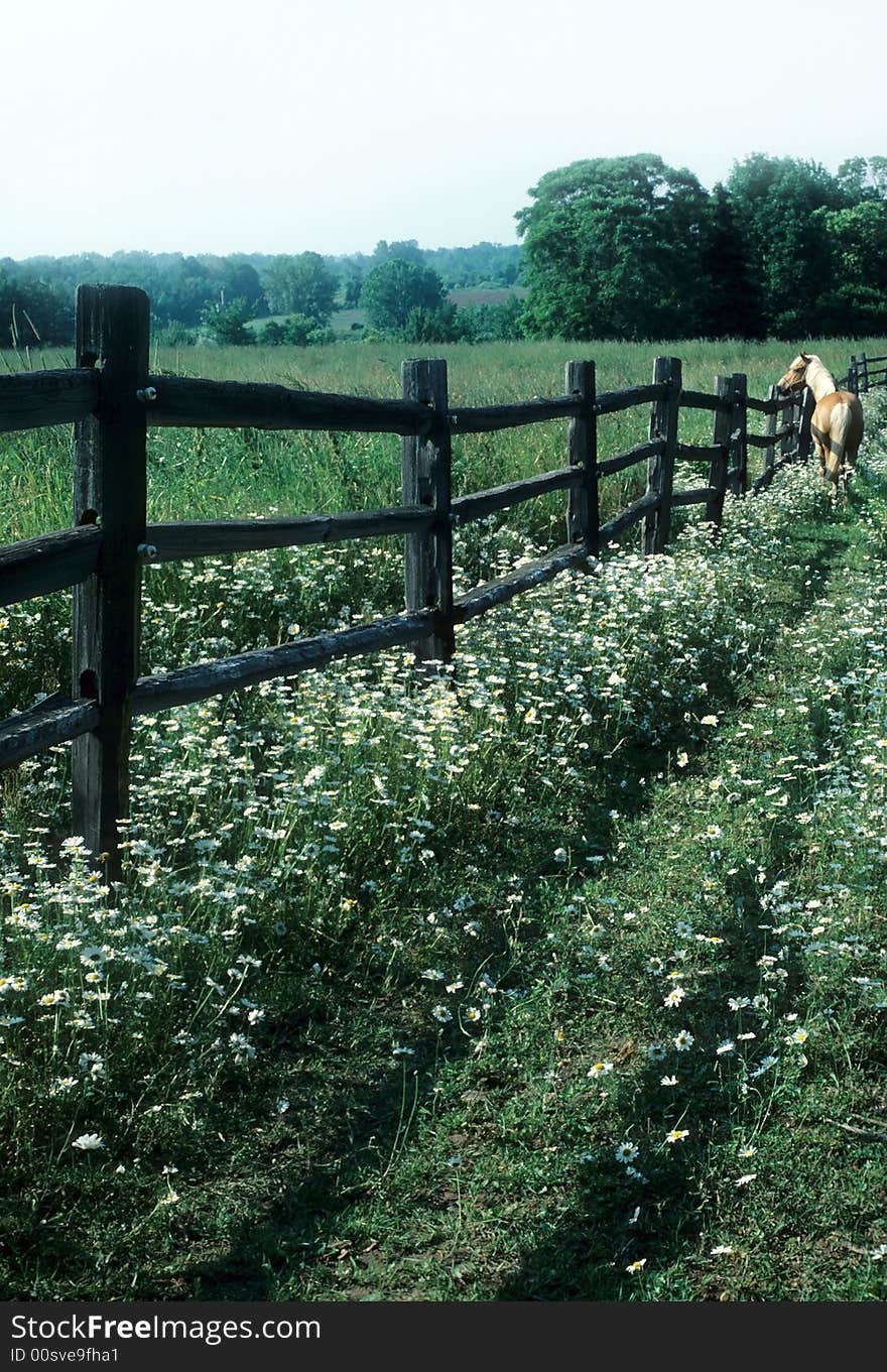 A horse looks out over the field. A horse looks out over the field