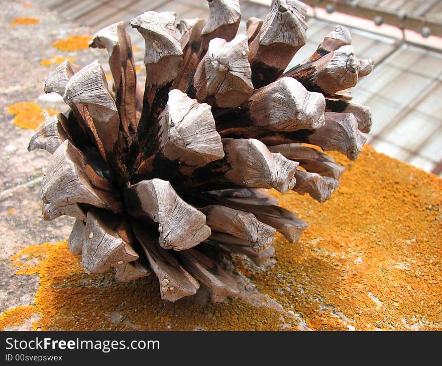 Macro photography of a pine cone