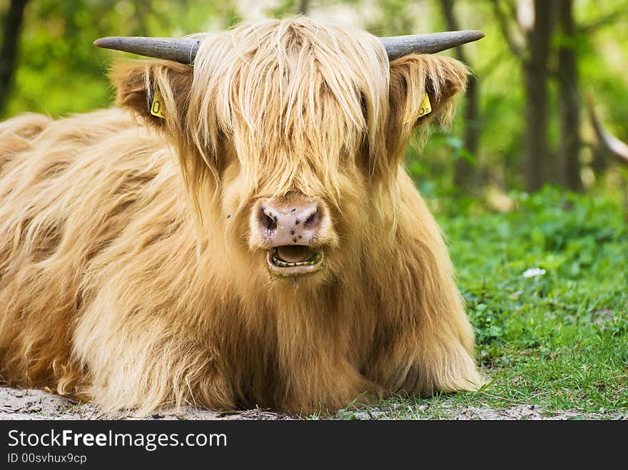 A long haired orange/brown Scottish cow breed. A long haired orange/brown Scottish cow breed.