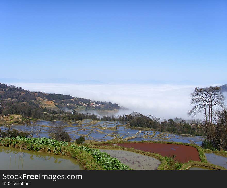 Yuanyan Paddy　Field