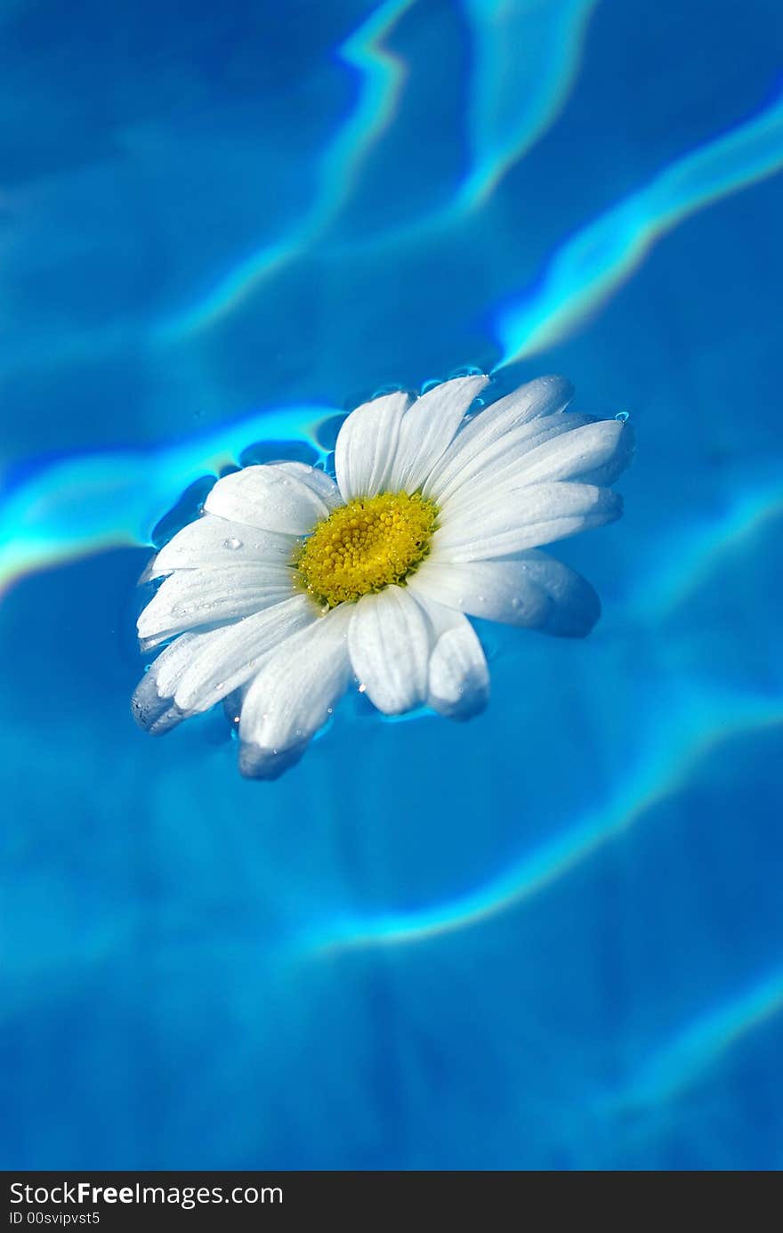 A camomile is in blue water