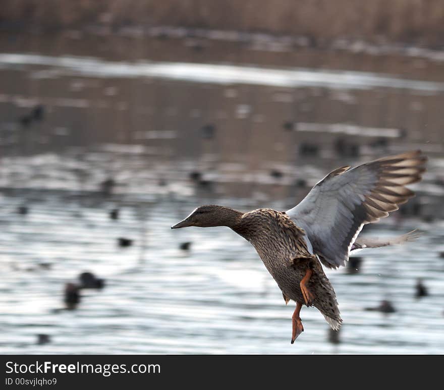 Landing Duck