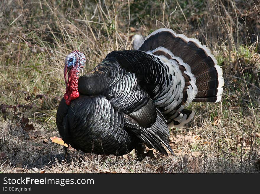 Gobbler Strutting his stuff