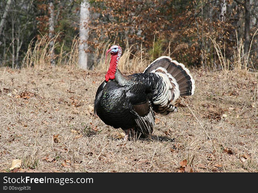 Gobbler Strutting his stuff