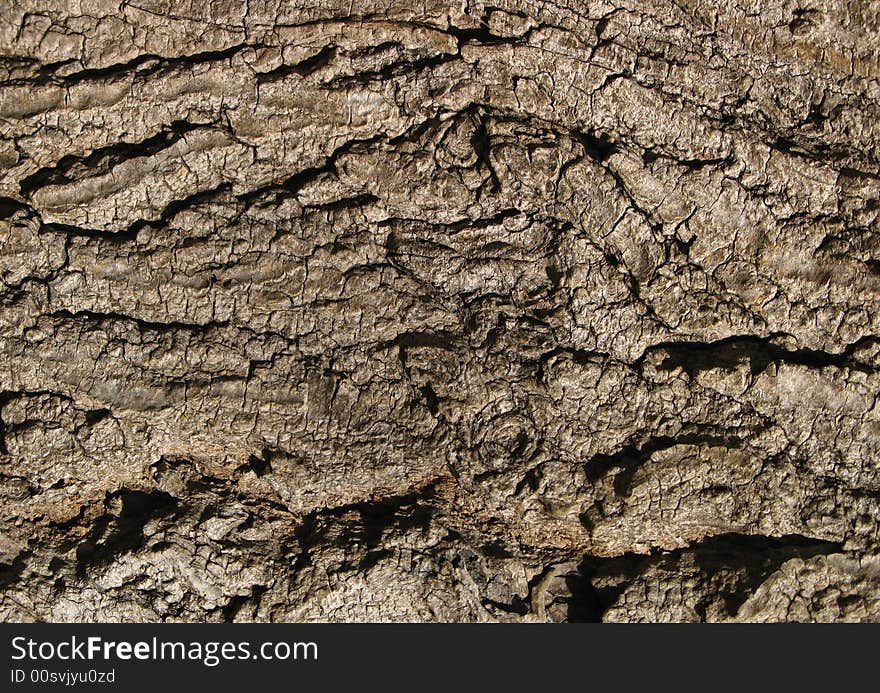 Wooden texture from oak tree bark