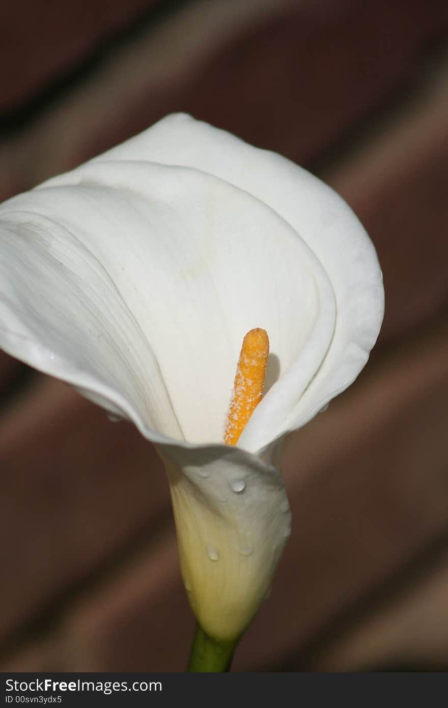 Calla Lilly 36