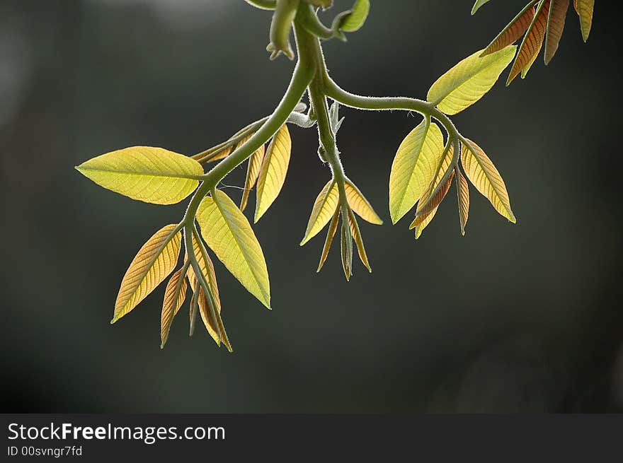 Fresh leaves in spring