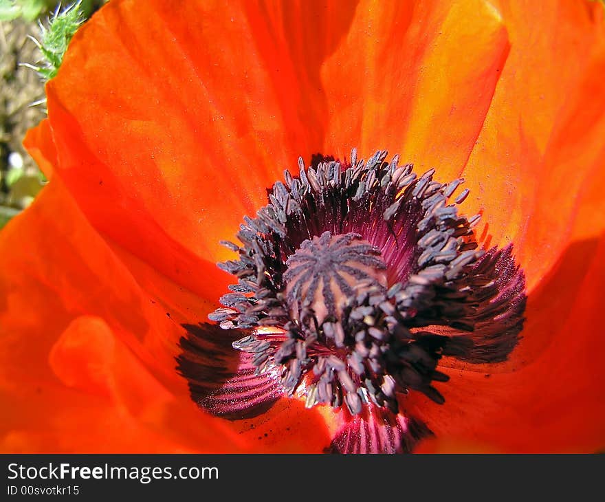 Beautiful red poppy.