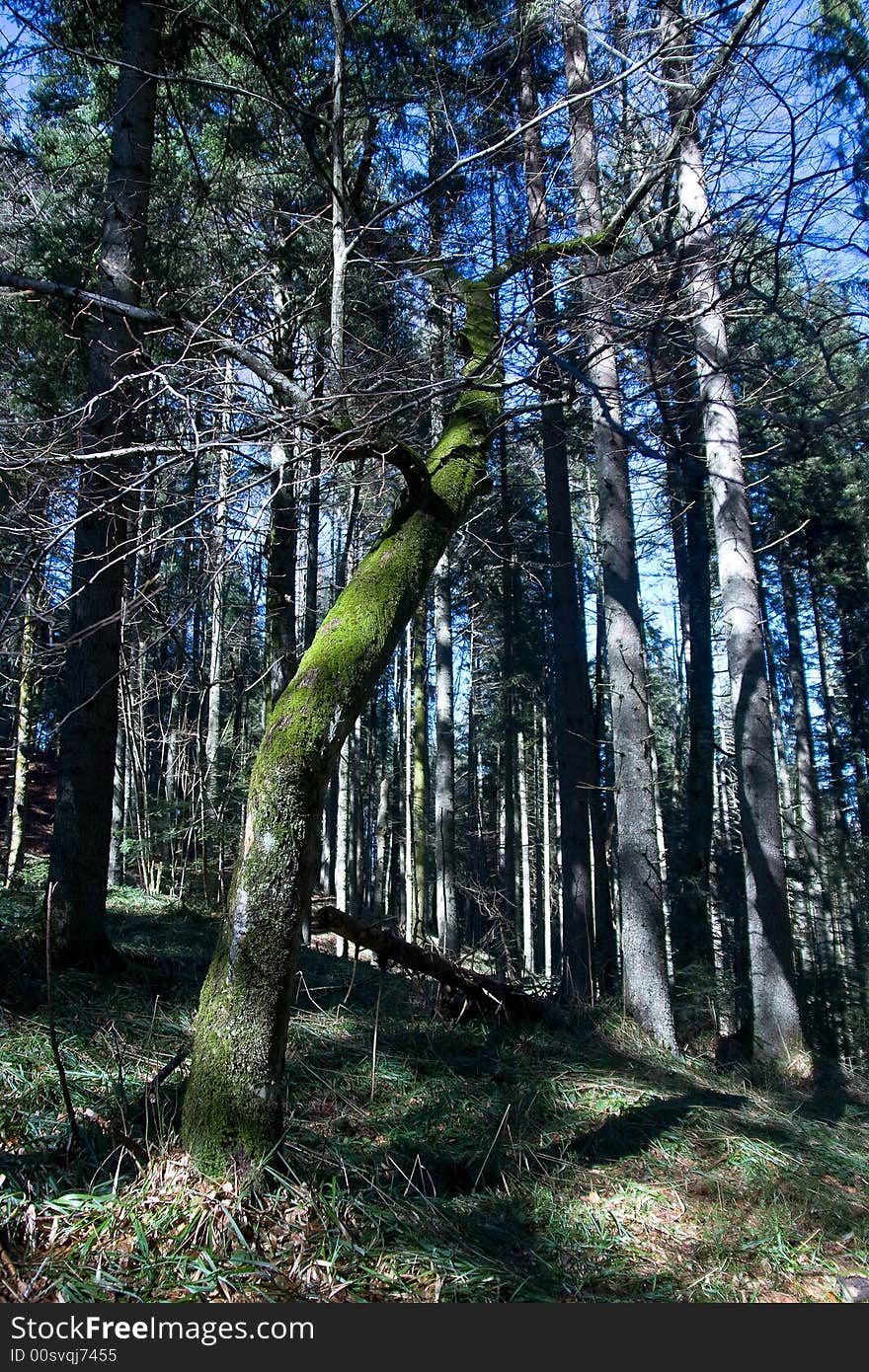 Pine Tree Forest