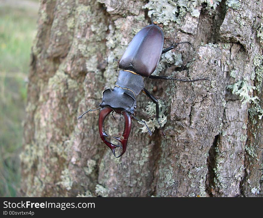 Stag-beetle on the tree