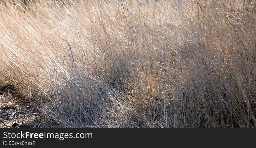 A field of grass in the sun