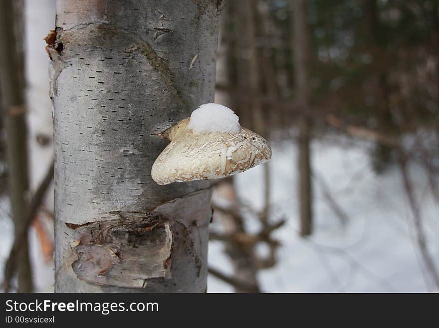 Snow capped fungus. A small fungus growing off the side of tree. The little tuft of snow gives it that added touch.