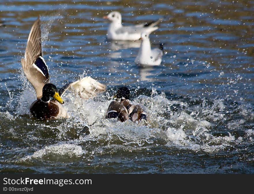 Quarreling Mallards