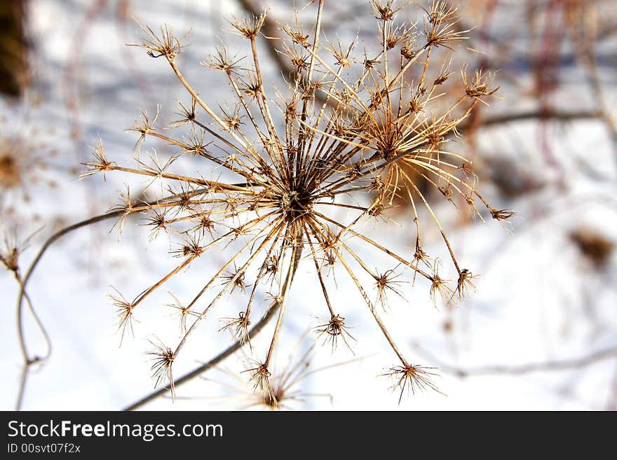 Starburst weed. A great macro shot of a dried up weed flower. The neat shape gave it its name starbusrt.