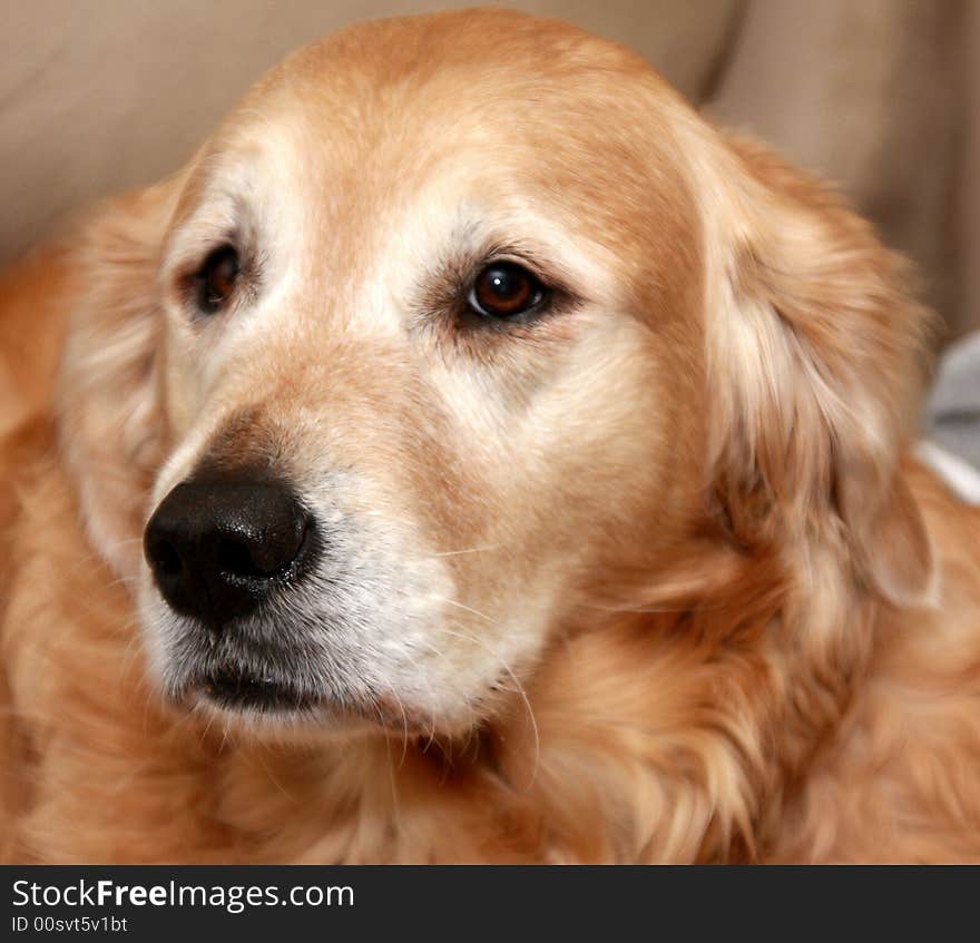 Golden retriever. Anice well balanced picture of a cute gloden retriever. Her name is Tasia.