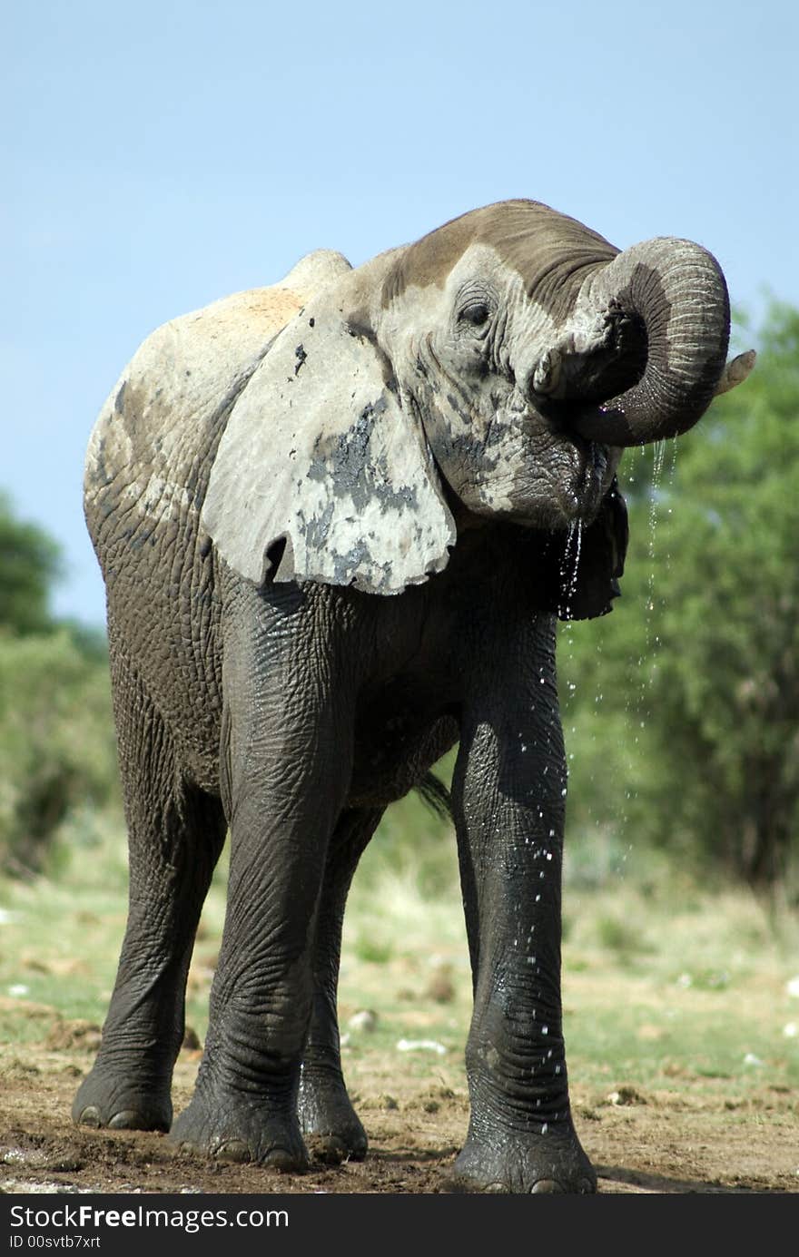 Elephant in Etosha Nationalpark, Namibia