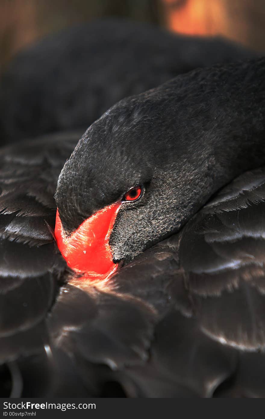 Coiled up black swan in FL