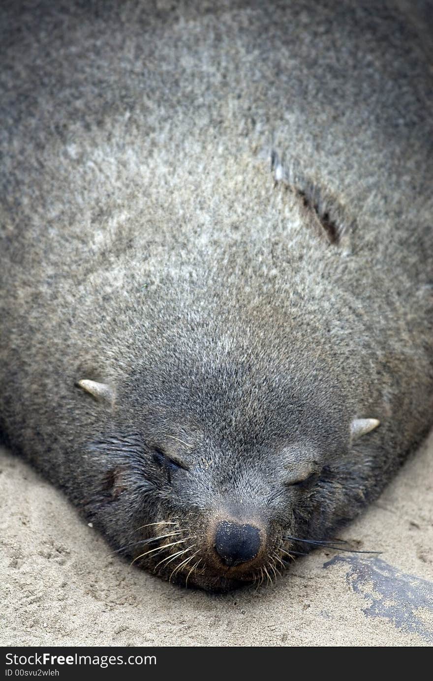 Fur Seal,Namibia