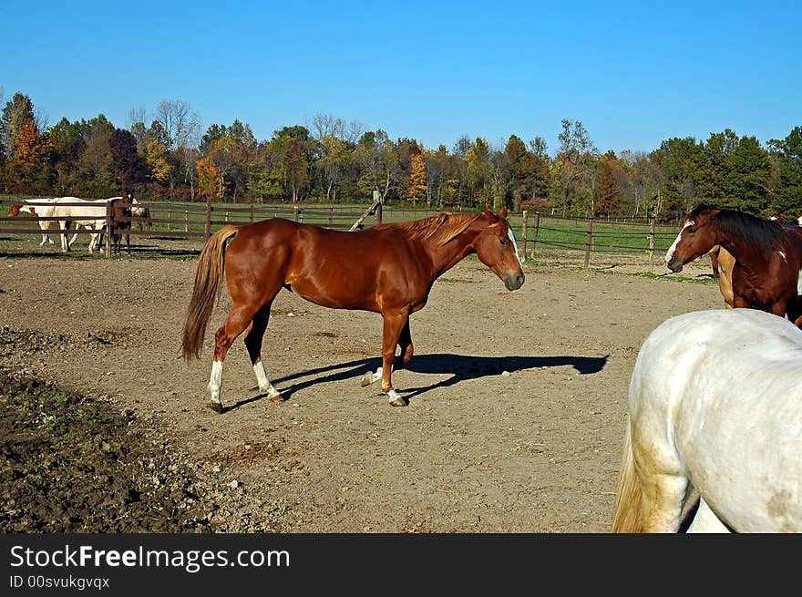 A picture of a horse taken at a stables in Indiana. A picture of a horse taken at a stables in Indiana