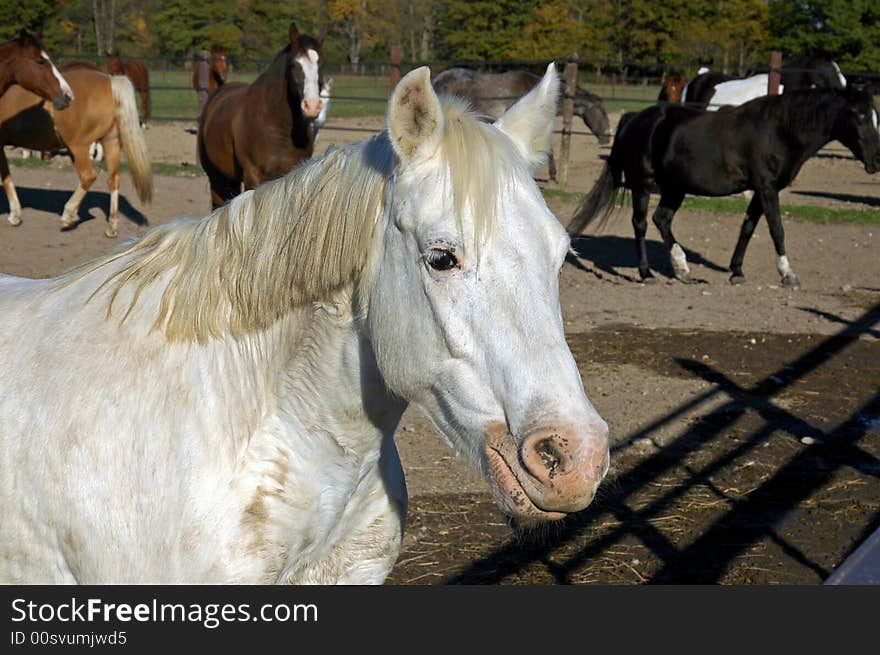 A picture of a horse taken at a stables in Indiana. A picture of a horse taken at a stables in Indiana