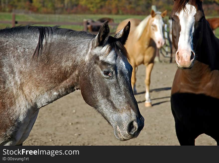 A picture of a horse taken at a stables in Indiana. A picture of a horse taken at a stables in Indiana