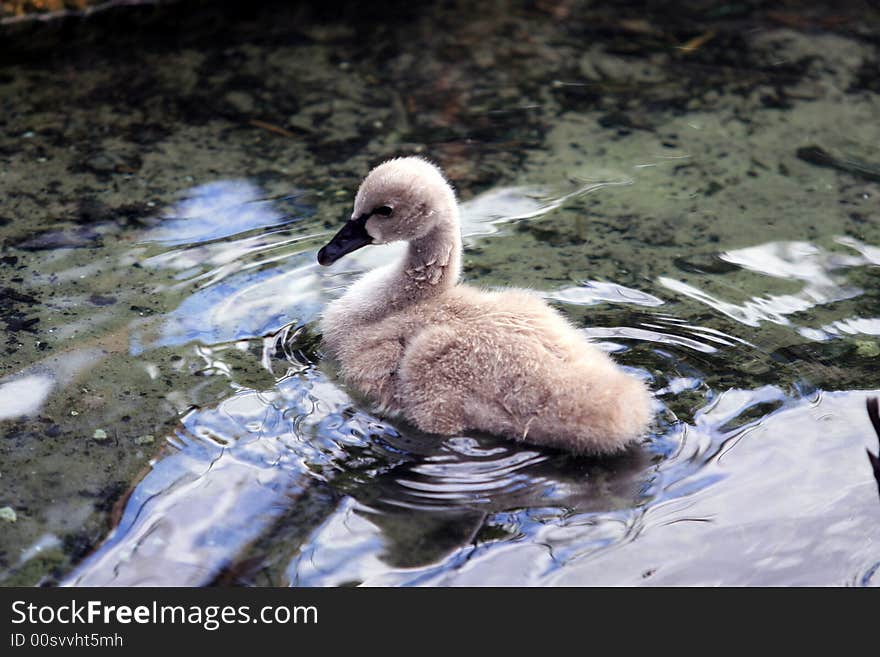 Baby swan in Orlando Lake Eola