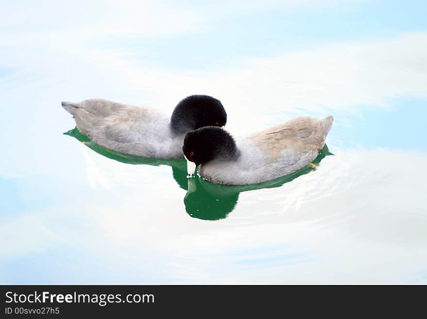 Cuddling birds in a lake