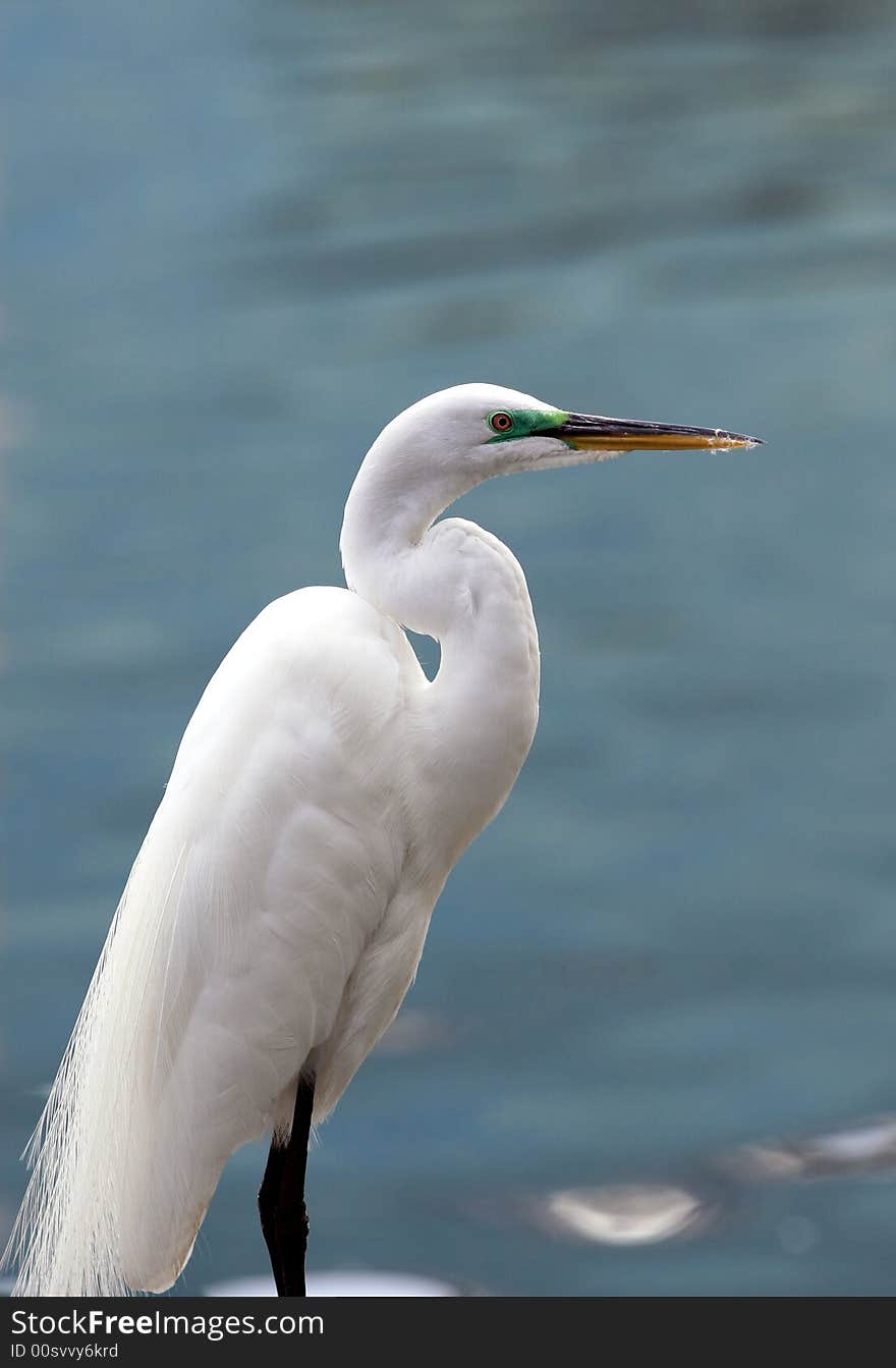 A Beautiful Bird At Lake Eola