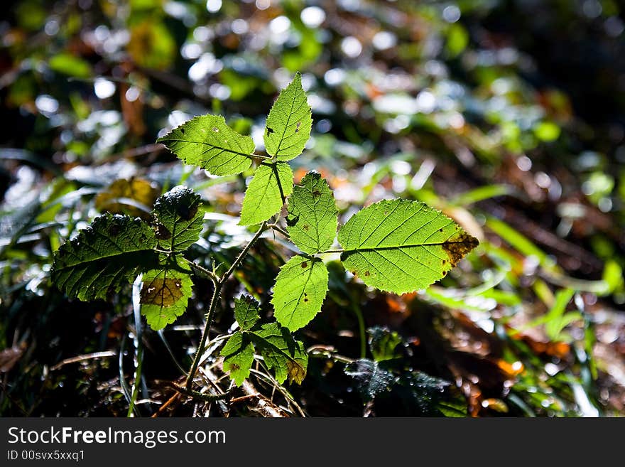 Leaves on the sunlight