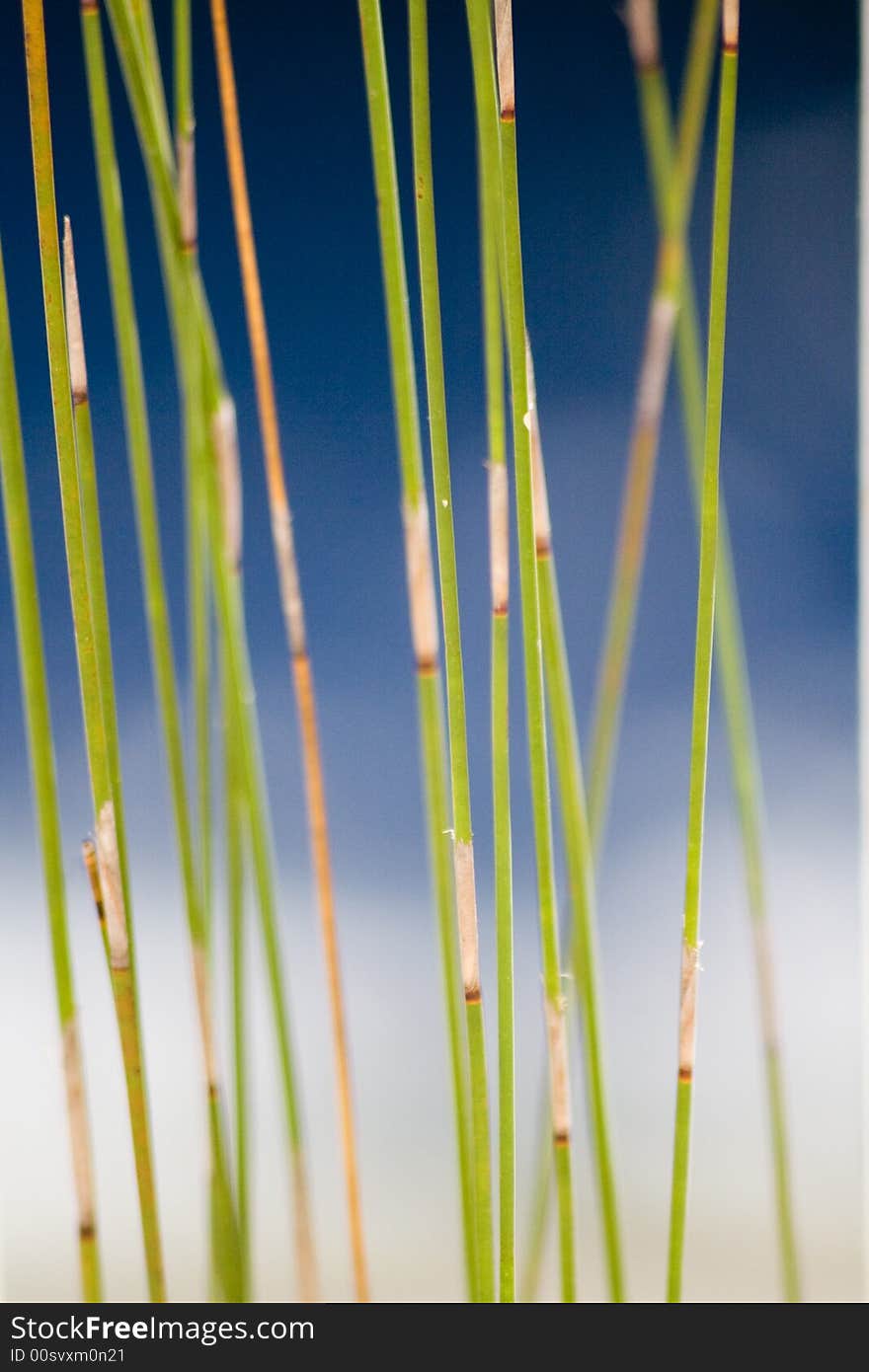 Reed close up