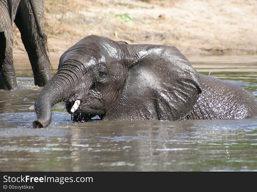 Young elephant playing in river