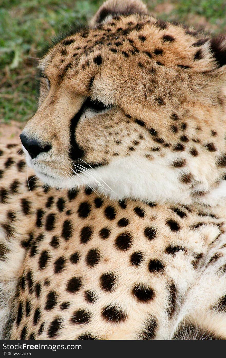 Cheetah resting