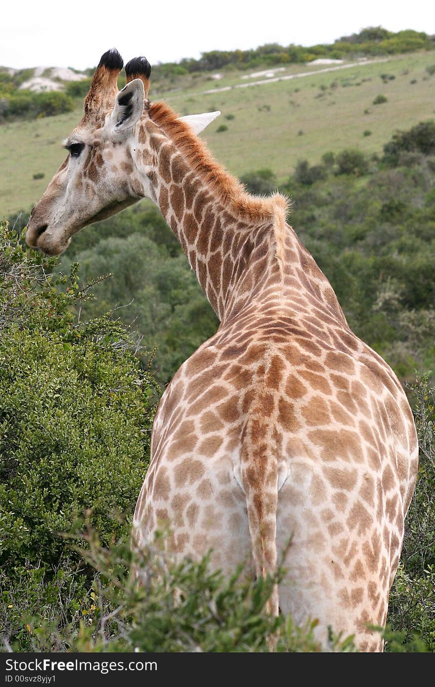 Male giraffe