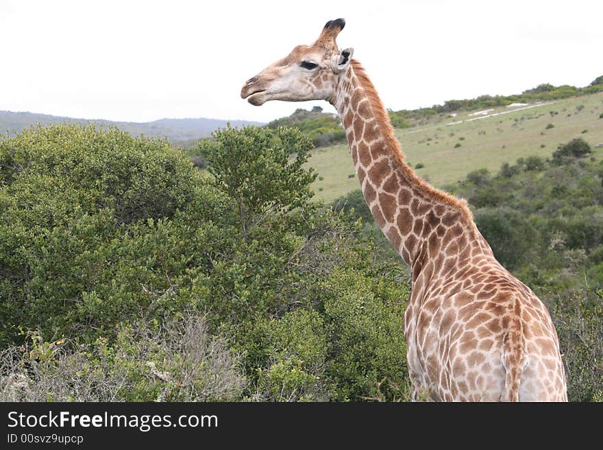 Male giraffe