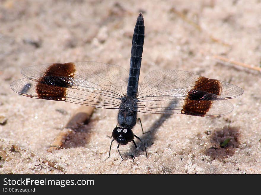 A dragon fly resting on river sand feeding on natural salts